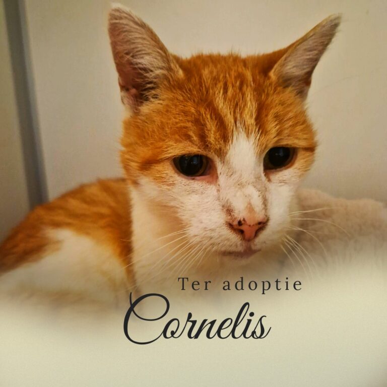 Ter adoptie: Cornelis