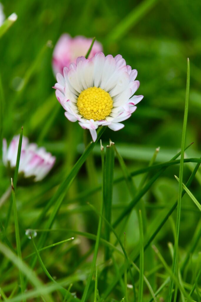 Detailed view of a daisy flower surrounded by lush green grass, showcasing spring's essence.